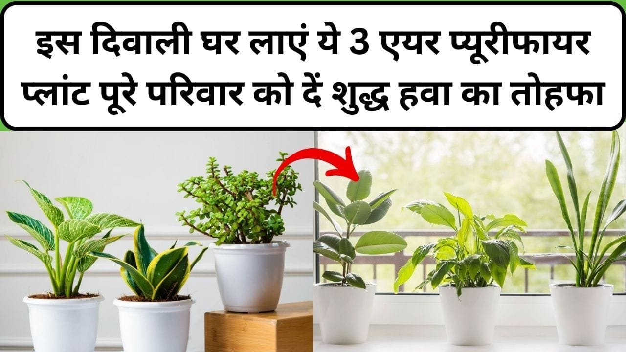 इस दिवाली घर लाएं ये 3 एयर प्यूरीफायर प्लांट, पूरे परिवार को दें शुद्ध हवा का तोहफा प्रदूषण कंट्रोल करने का जबरदस्त इंतज़ाम, जाने कौन-से पौधे है