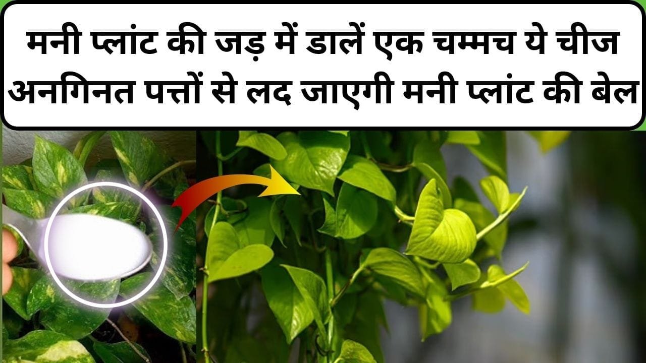 Gardening tips: मनी प्लांट की जड़ में डालें एक चम्मच ये चमत्कारी चीज, अनगिनत पत्तों से लद जाएगी मनी प्लांट की बेल पीली नहीं होगी पत्ती, जाने कौन-सी चीज है