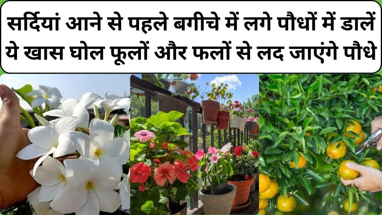 Gardening tips: सर्दियां आने से पहले बगीचे में लगे पौधों में डालें ये खास घोल, विंटर में फूलों और फलों से लद जाएंगे पौधे, जाने कौन से घोल है