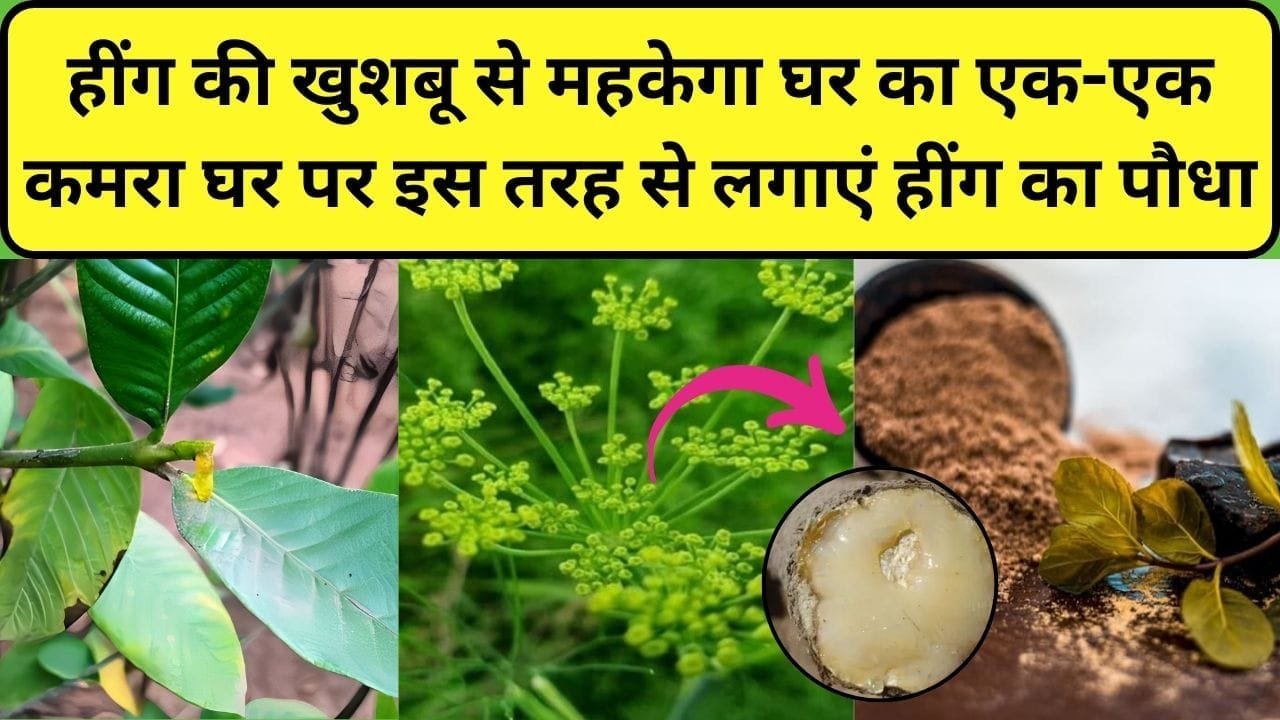 Gardening tips: हींग की खुशबू से महकेगा घर का एक-एक कमरा, घर पर इस तरह से लगाएं हींग का पौधा, ध्यान रखे ये खास बातें