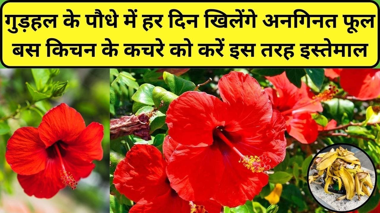 Gardening tips: गुड़हल के पौधे में हर दिन खिलेंगे लद के अनगिनत फूल, बस किचन के कचरे को करें इस तरह इस्तेमाल और बनाएं जादुई खाद