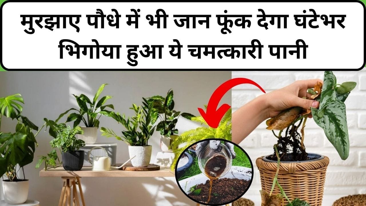 Gardening tips: मुरझाए पौधे में भी जान फूंक देगा घंटेभर भिगोया हुआ ये चमत्कारी पानी, सुखी डाली में निकल आएगी हरी-हरी पत्तियां, जाने कौन-सा पानी है