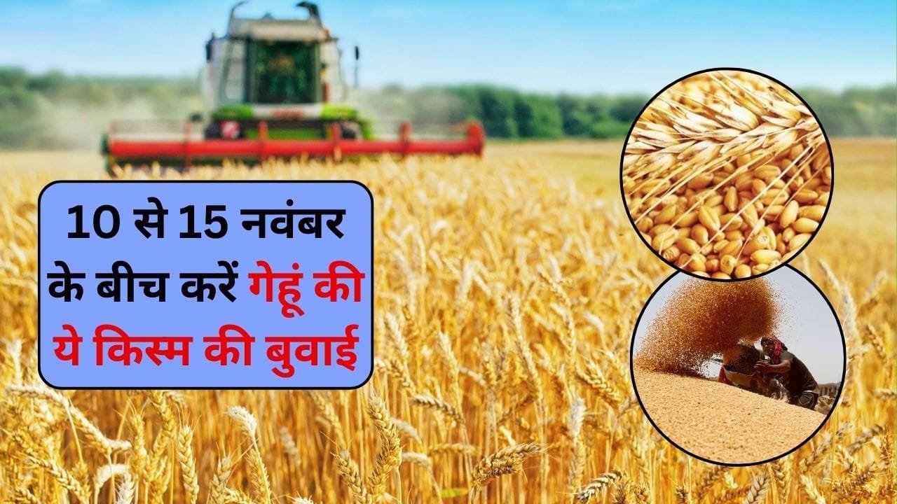 10 से 15 नवंबर के बीच करें गेहूं की ये किस्म की बुवाई, कम लागत में देगी बंपर पैदावार किसानों को करेगी मालामाल, जाने कौन-सी किस्म है