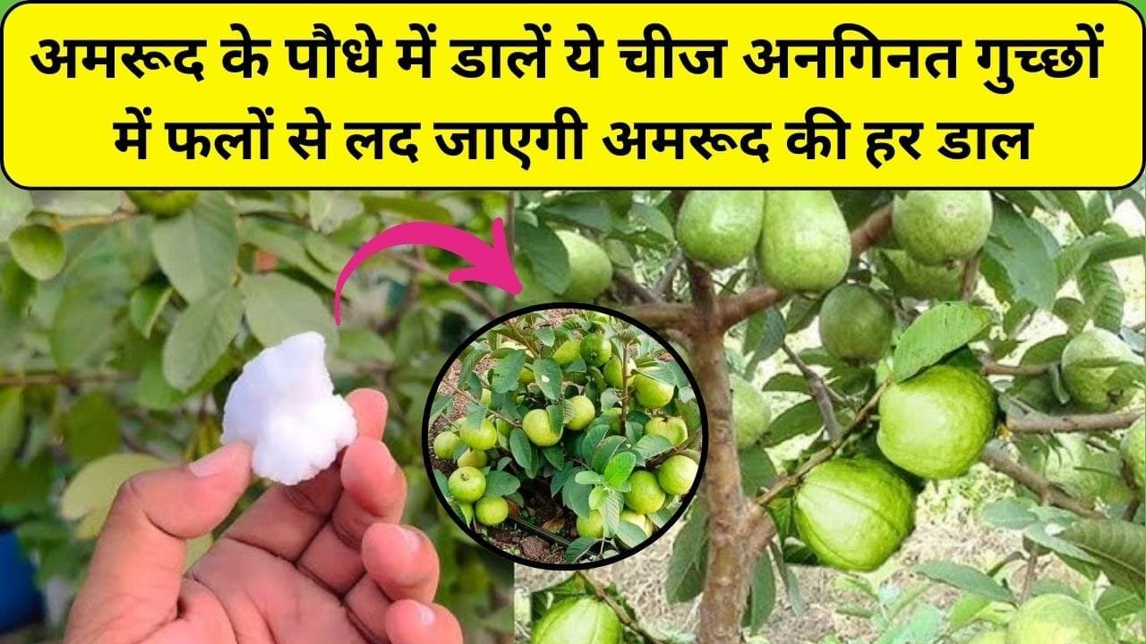 Gardening tips: अमरूद के पौधे में डालें ये सफ़ेद चीज, अनगिनत गुच्छों में फलों से लद जाएगी अमरूद की हर डाल कीड़ों से भी मिलेगा छुटकारा, जाने कौन-सी चीज है