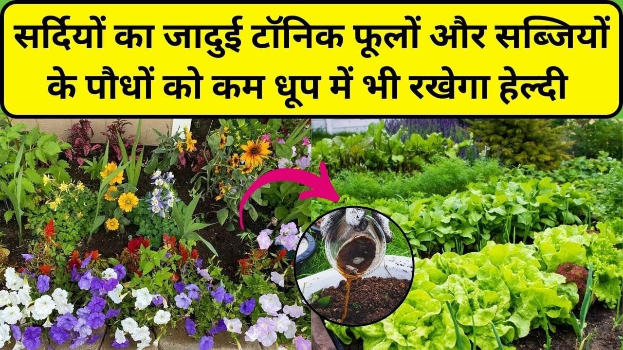 Gardening tips: सर्दियों का जादुई टॉनिक फूलों और सब्जियों के पौधों को कम धूप में भी रखेगा हेल्दी और हरा-भरा, 10 मिनट में करें तैयार
