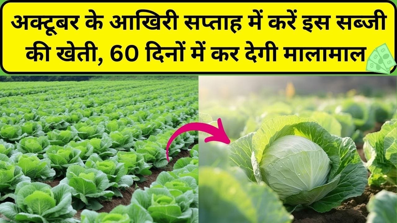 अक्टूबर के आखिरी सप्ताह में करें इस सब्जी की खेती, 60 दिनों में कर देगी मालामाल मार्केट में है तगड़ी डिमांड, जाने नाम और काम