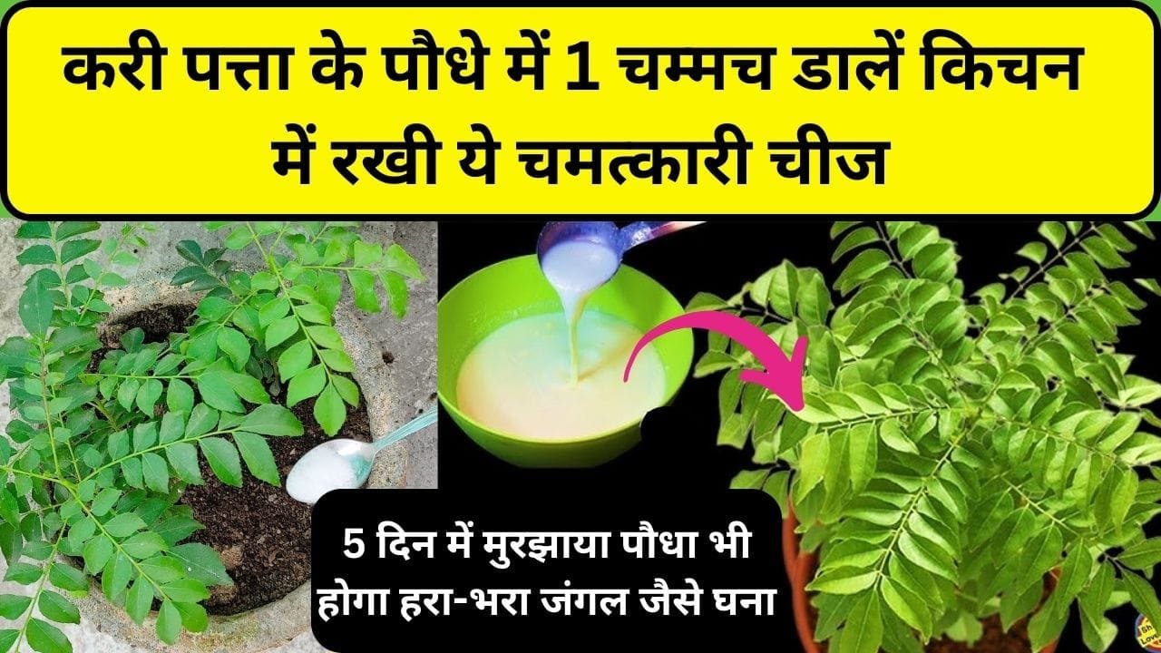 Gardening tips: करी पत्ता के पौधे में डालें किचन में रखी ये चमत्कारी चीज, 5 दिन में मुरझाया पौधा भी होगा हरा-भरा जंगल जैसे घना, जाने कौन-सी चीज है