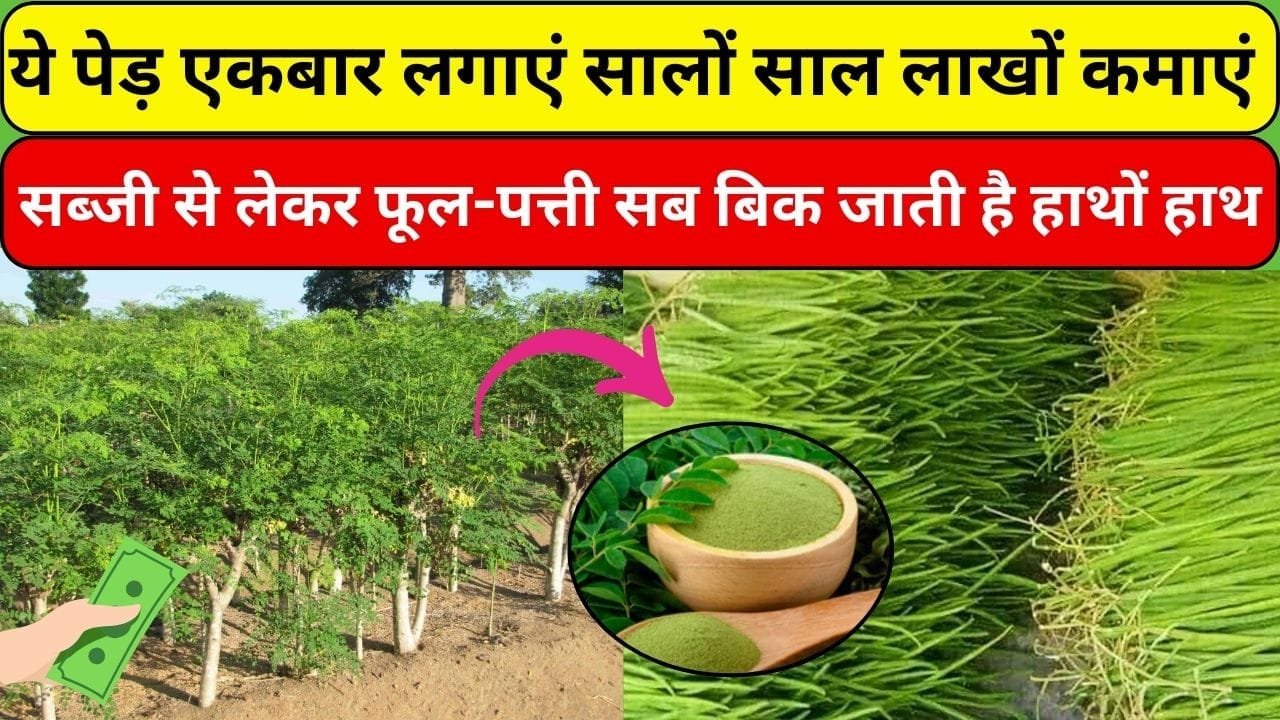 ये पेड़ एकबार लगाएं सालों साल लाखों रूपए कमाएं, देश-विदेशों में भी है भारी मांग, सब्जी से लेकर फूल-पत्ती सब बिक जाती है हाथों हाथ, जाने कौन-सा पेड़ है