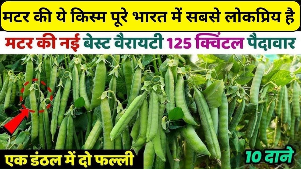 मटर की ये किस्म पूरे भारत में सबसे लोकप्रिय है, 1 बीघा में खेती कर होगी ताबड़तोड़ कमाई उत्पादन देख हो जाएंगे हैरान, जाने कौन-सी किस्म है