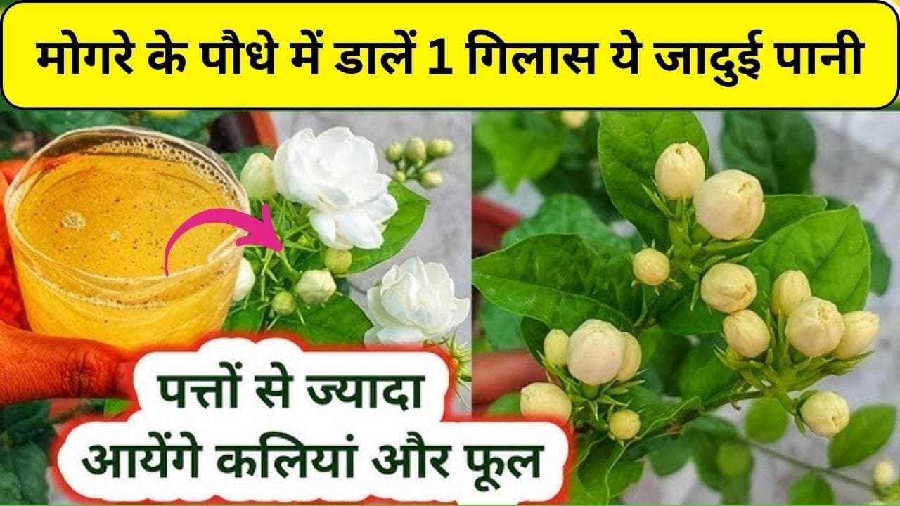 Gardening tips: मोगरे के पौधे में डालें 1 गिलास ये जादुई पानी, फूलों समेत सैकड़ों कलियों से लद जाएगा पौधा खुशबू से महक उठेगा पूरा घर, जाने नाम और काम
