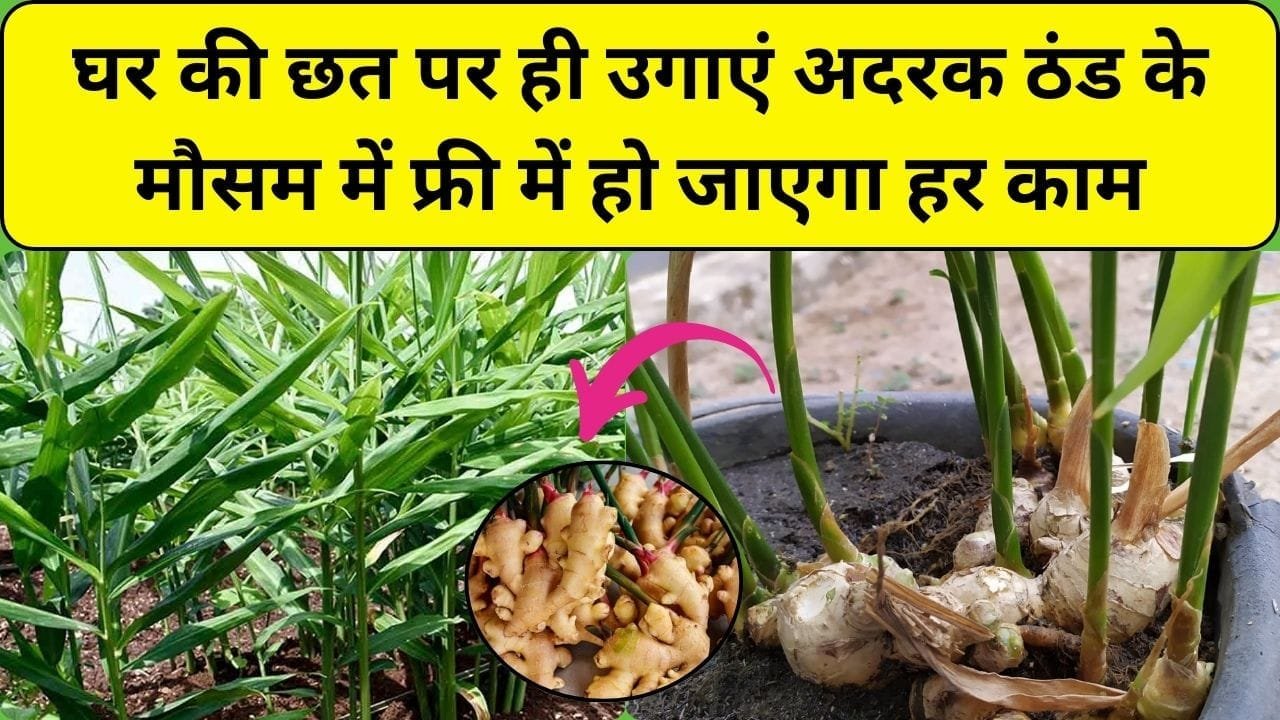 Gardening tips: घर की छत पर उगाएं अदरक, बाजार से महंगा अदरक खरीदने की नहीं होगी झंझट, ठंड के मौसम में फ्री में हो जाएगा हर काम, जाने प्रोसेस