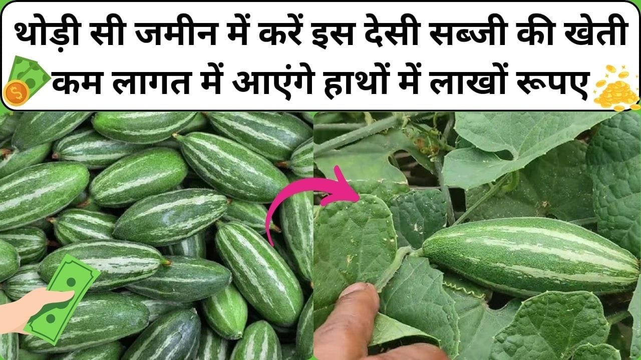 थोड़ी सी जमीन में करें इस देसी सब्जी की खेती, कम लागत में आएंगे हाथों में लाखों रूपए होगी छप्परफाड़ कमाई, जाने कौन-सी सब्जी है