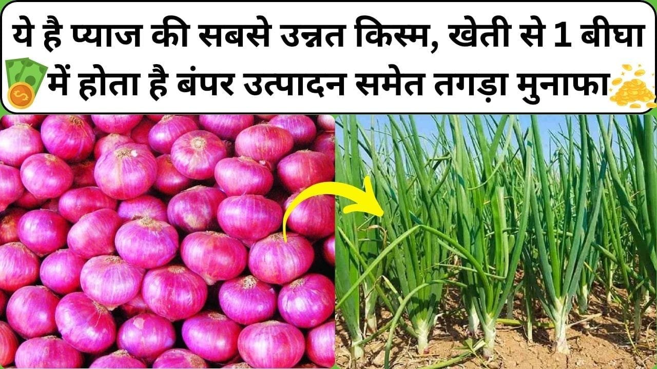 ये है प्याज की सबसे उन्नत किस्म, इसकी खेती से 1 बीघा में होता है बंपर उत्पादन समेत तगड़ा मुनाफा खेती कर किसान हो जाएंगे लखपति, जाने कौन सी किस्म है