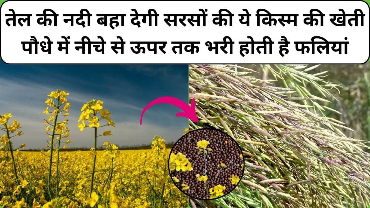 तेल की नदी बहा देगी सरसों की ये हाइब्रिड किस्म की खेती, पौधे में नीचे से ऊपर तक भरी होती है फलियां खेती कर किसान हो जाएंगे मालामाल, जाने किस्म