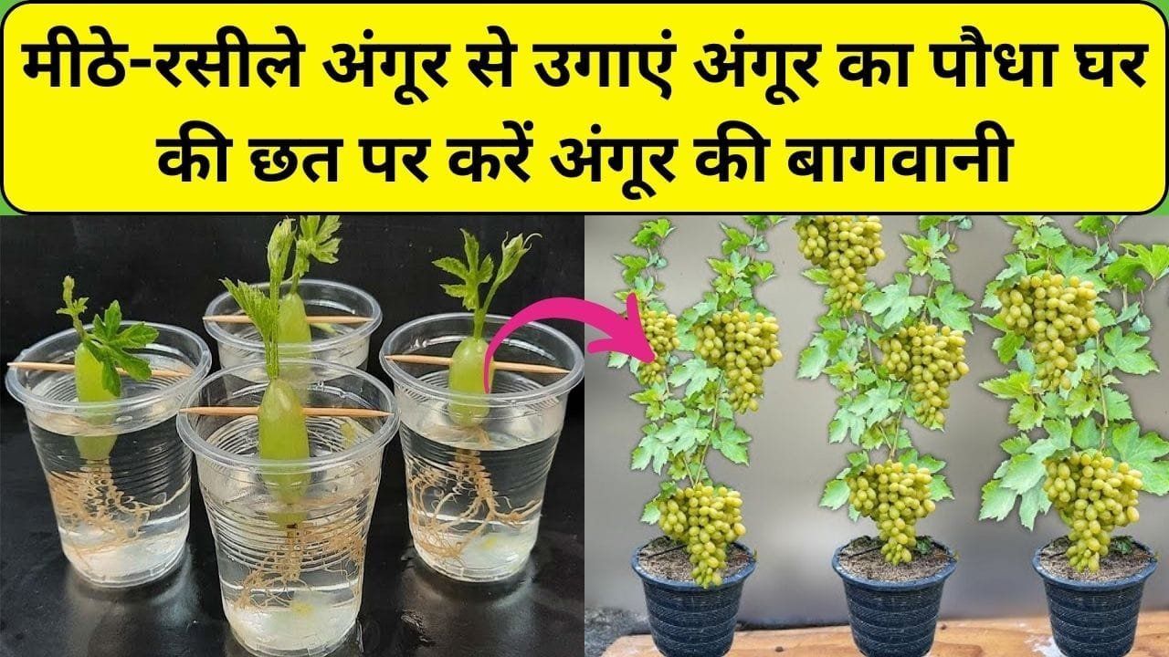 Gardening tips: मीठे-रसीले अंगूर से उगाएं अंगूर का पौधा, घर की छत पर रखे गमले में करें अंगूर की बागवानी, जाने पौधा उगाने का आसान तरीका