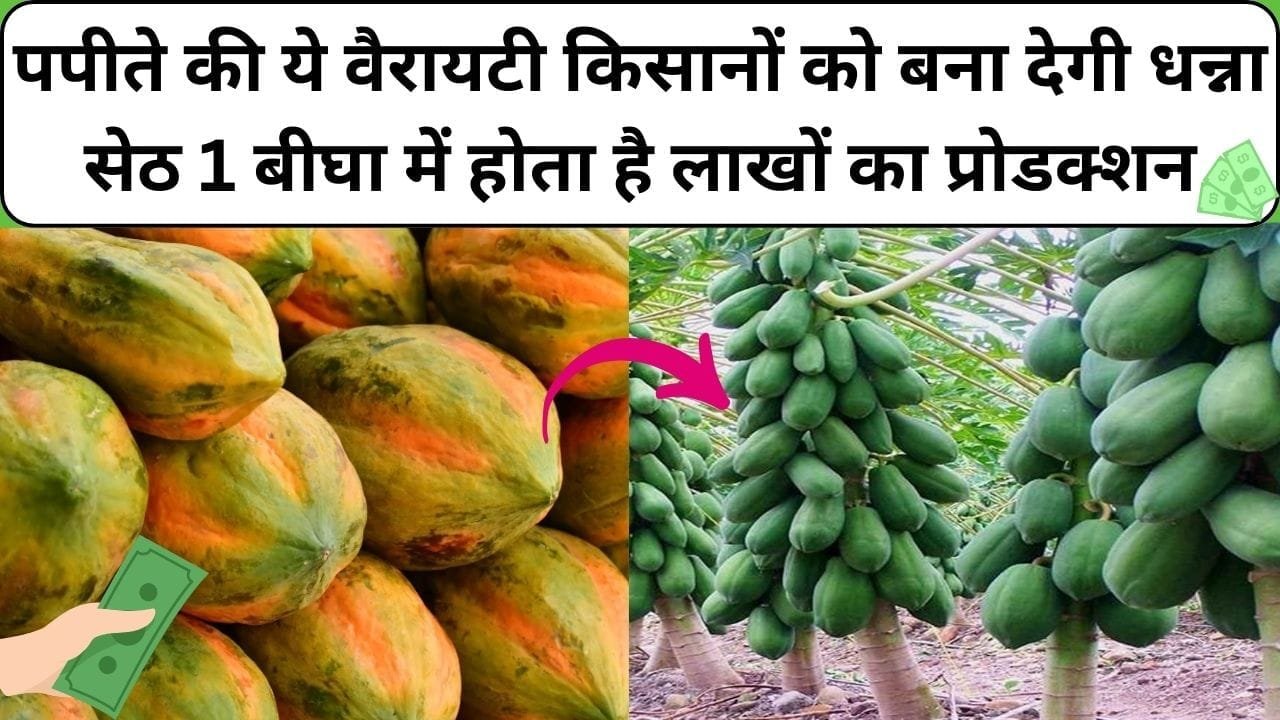पपीते की ये हाइब्रिड वैरायटी किसानों को बना देगी धन्ना सेठ, 1 बीघा में होता है लाखों रूपए का तगड़ा प्रोडक्शन, जाने कौन-सी किस्म है