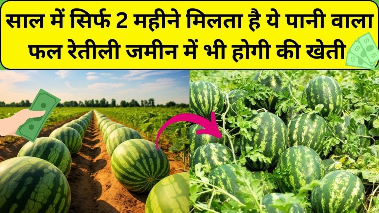 साल में सिर्फ 2 महीने मिलता है ये फल, रेतीली जमीन में भी होगी इस पानी वाले फल की खेती कम लागत में होगा छप्परफाड़ मुनाफा, जाने कौन-सा फल है