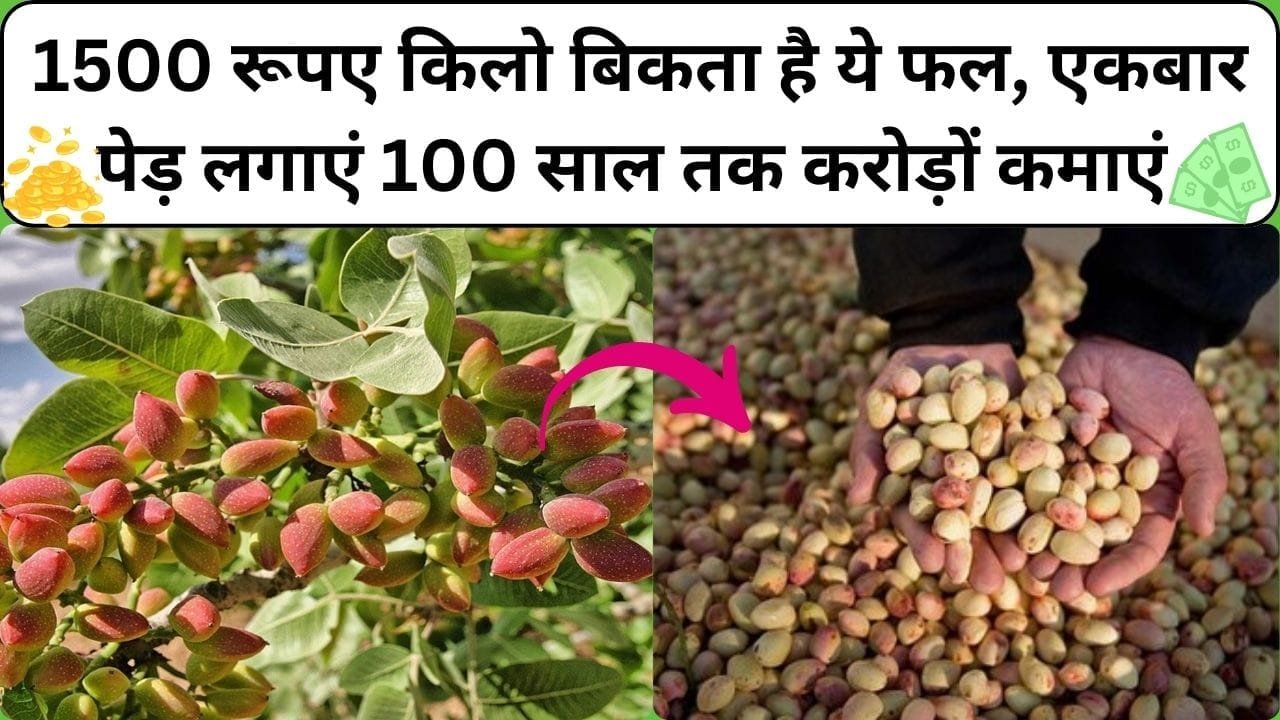 1500 रूपए किलो बिकता है ये फल, एकबार पेड़ लगाएं 100 साल तक करोड़ों कमाएं मार्केट में है खूब डिमांड खेती से कर देगा मालमाल, जाने नाम और काम