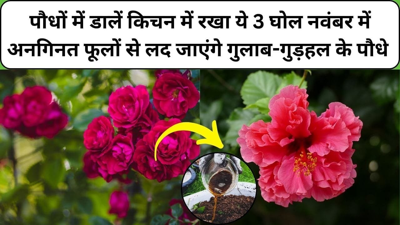 Gardening tips: नवंबर में अनगिनत फूलों से लद जाएंगे गुलाब-गुड़हल के पौधे, अक्टूबर खत्म होने से पहले पौधों में डालें किचन में रखा ये 3 घोल, जाने नाम