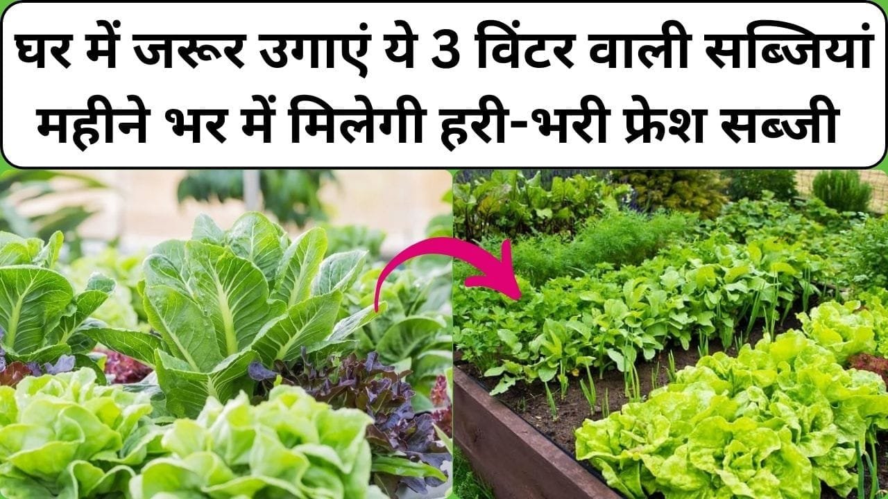 घर में जरूर उगाएं ये 3 विंटर वाली सब्जियां, महीने भर में मिलेगी खाने को हरी-भरी फ्रेश सब्जी घर में लगाना बहुत आसान, जाने कौन सी सब्जी है