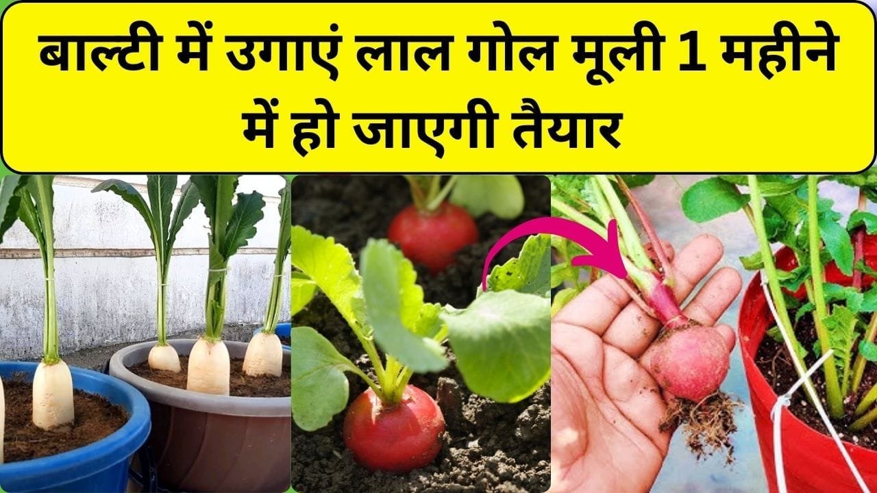 Gardening tips: बाल्टी में उगाएं लाल गोल मूली, 1 महीने में हो जाएगी तैयार, घर में ही होगी गोल मूली की खेती, जाने पौधा उगाने का आसान तरीका