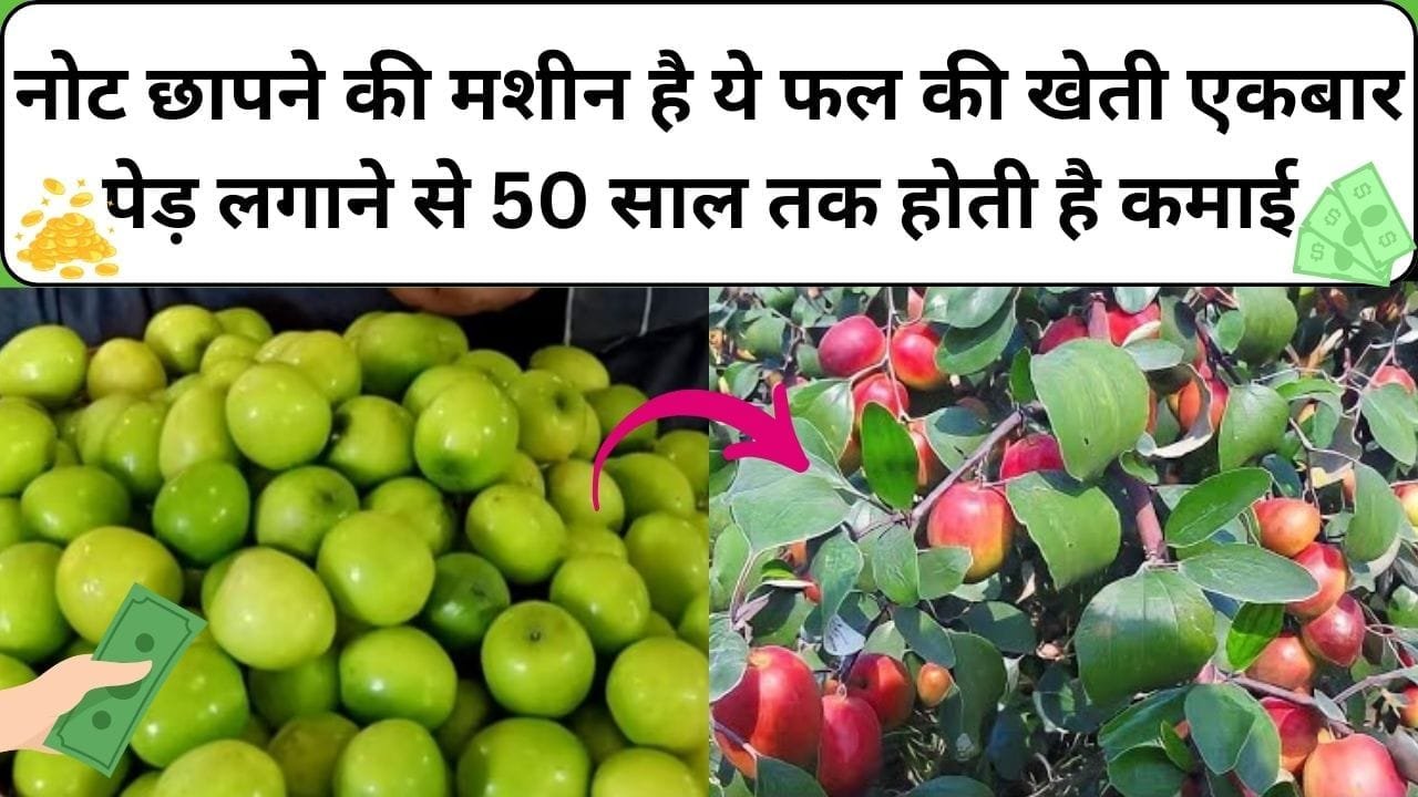नोट छापने की मशीन है ये फल की खेती, एकबार पेड़ लगाने से 50 साल तक ताबड़तोड़ कमाई होती है खेती से बन जाएंगे धन्ना सेट, जाने कौन-सा फल है