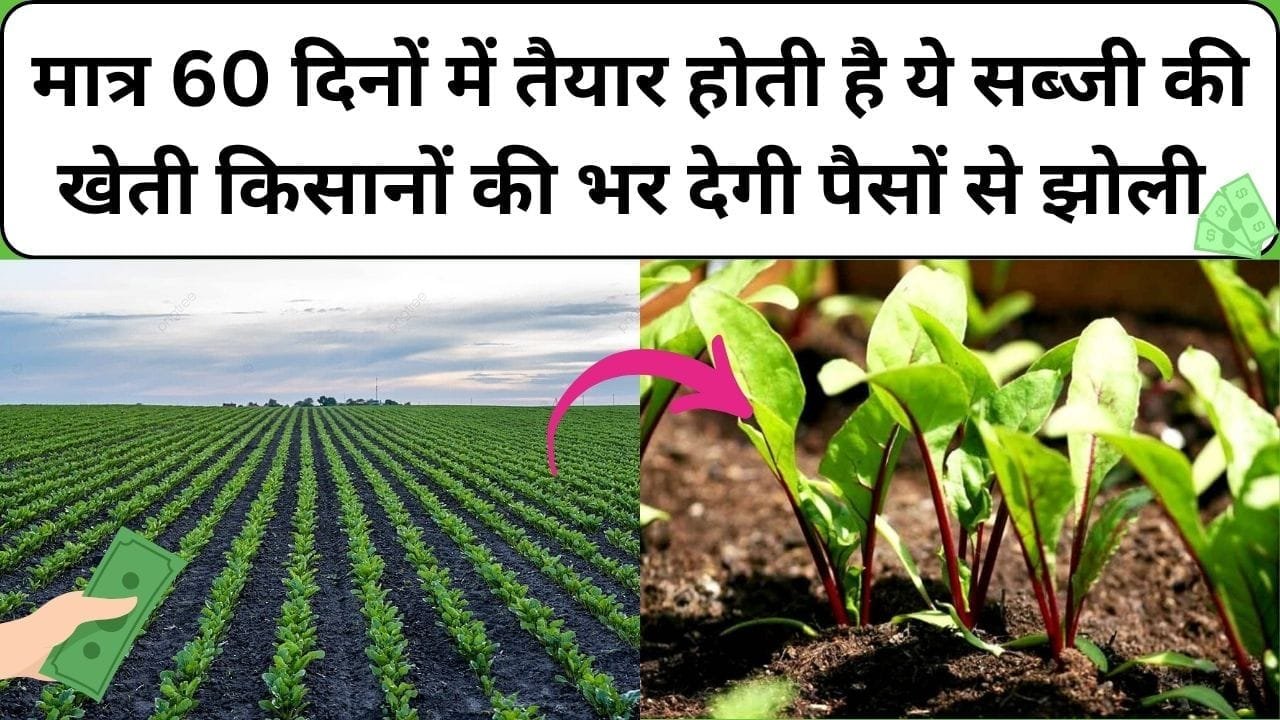 मात्र 60 दिनों में तैयार होती है ये सब्जी की खेती, किसानों की भर देगी पैसों से झोली 1 एकड़ में होगा बंपर उत्पादन, जाने खेती करने का तरीका