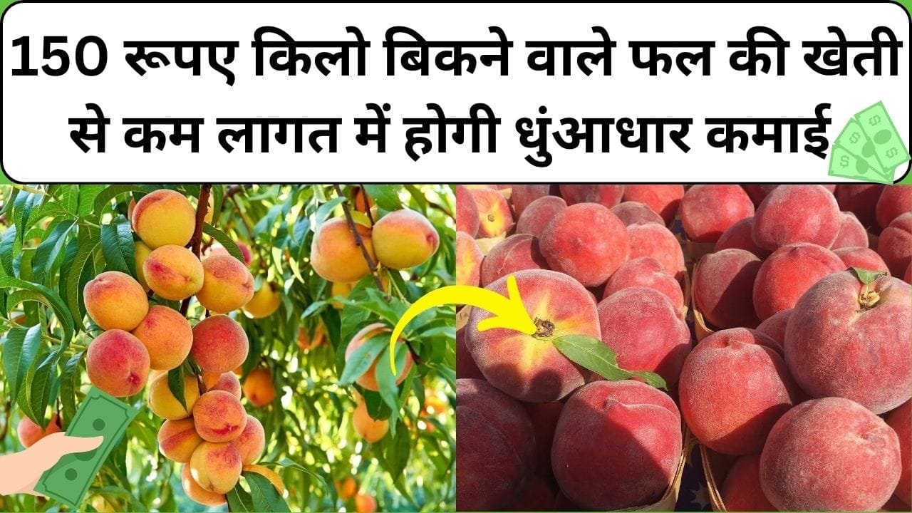 150 रूपए किलो बिकने वाले फल की खेती से कम लागत में होगी धुंआधार कमाई, 1 बीघा में होगा बंपर उत्पादन, जाने कौन-सा फल है