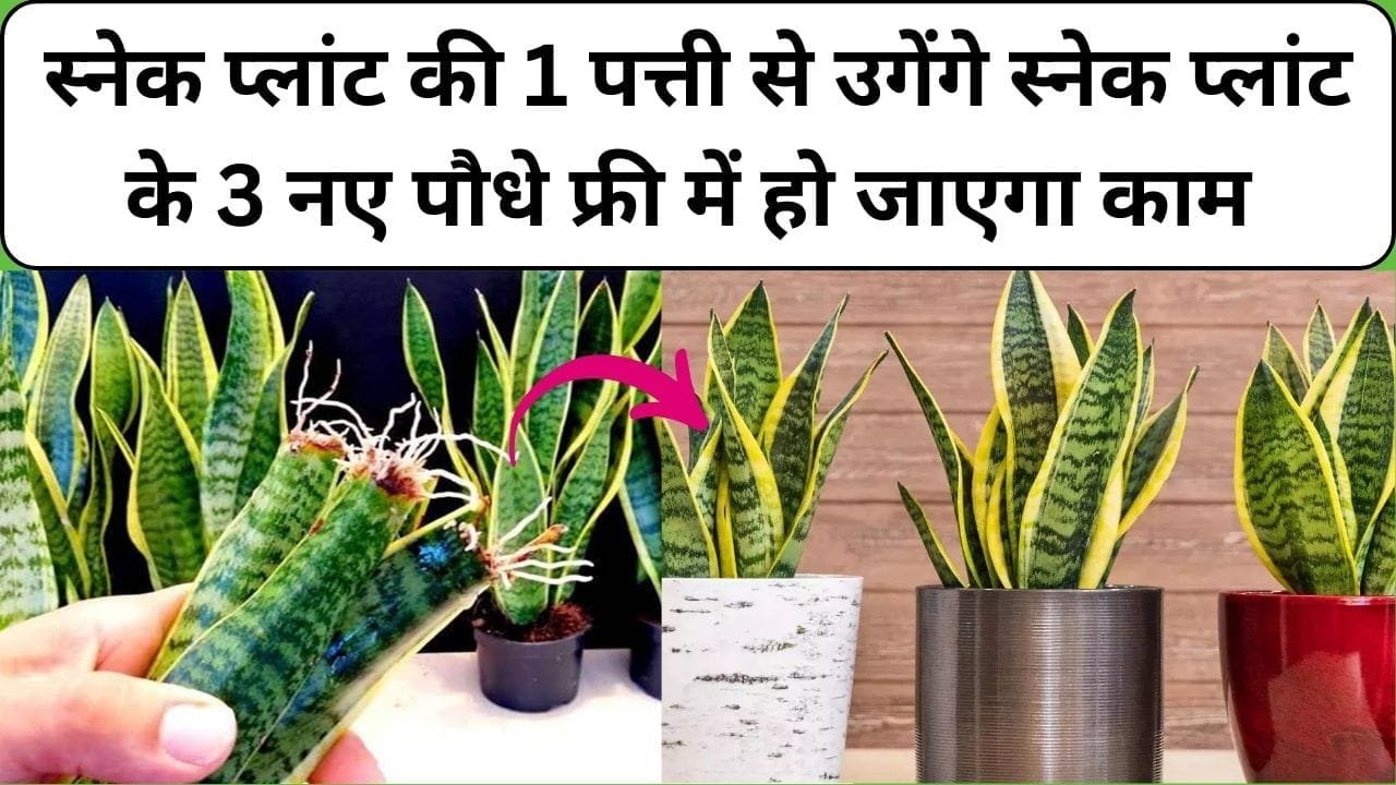 Gardening tips: स्नेक प्लांट की 1 पत्ती से उगेंगे स्नेक प्लांट के 3 पौधे, फ्री में हो जाएगा काम घर की सुंदरता में लग जाएंगे 4 चाँद, जाने पौधा लगाने का तरीका