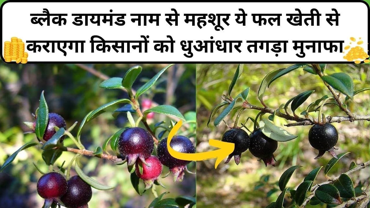 ब्लैक डायमंड नाम से महशूर ये फल खेती से कराएगा किसानों को धुआंधार तगड़ा मुनाफा, एक बार कर दी बुवाई तो होगी जमकर कमाई, जाने कौन-सा फल है