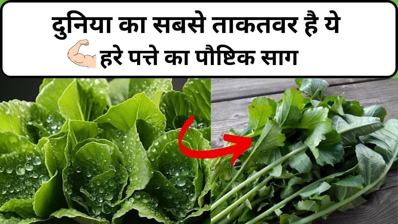 दुनिया का सबसे ताकतवर है ये हरे पत्ते का पौष्टिक साग, इसके सेवन से शरीर की 206 हड्डियों में भर जाता है भरपूर कैल्शियम, जाने नाम और काम
