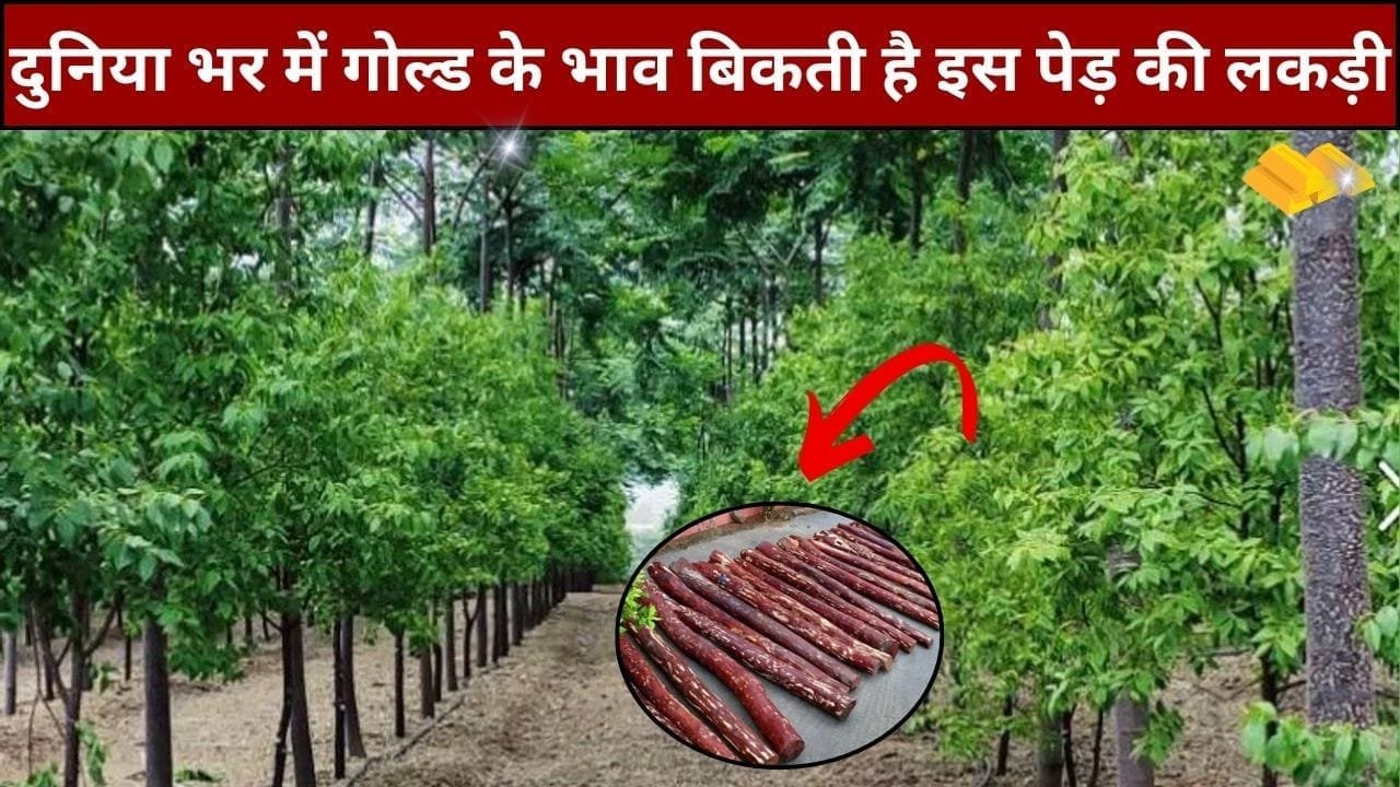 दुनिया भर में गोल्ड के भाव बिकती है इस पेड़ की लकड़ी, इसकी खेती किसानों की तिजोरी को भर देगी कड़क नोटों से लबालब, जाने खेती करने का तरीका