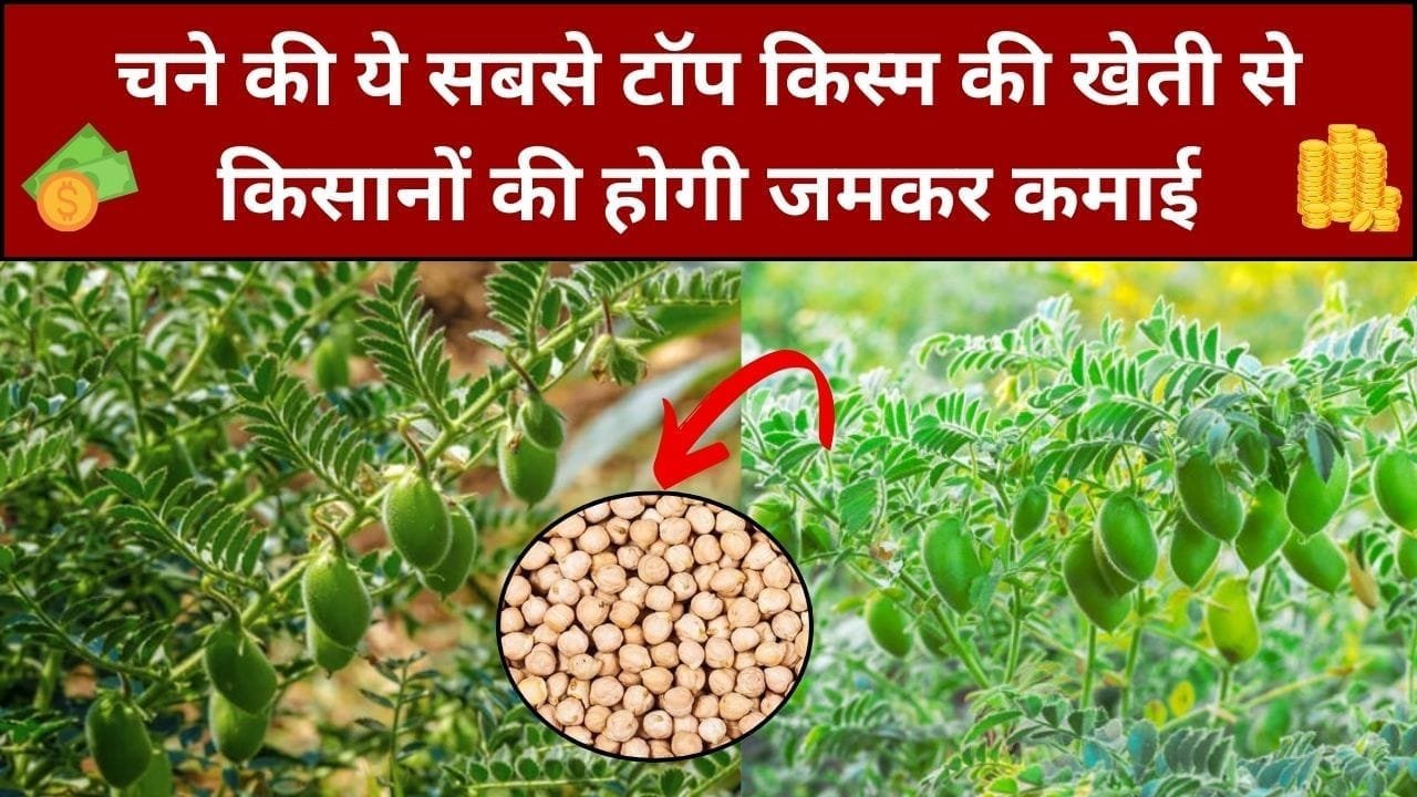 चने की ये सबसे टॉप किस्म की खेती से किसानों की होगी जमकर कमाई, 1 एकड़ में खेती कर होगा तगड़ा मुनाफा समेत बंपर पैदावार, जाने कौन-सी किस्म है