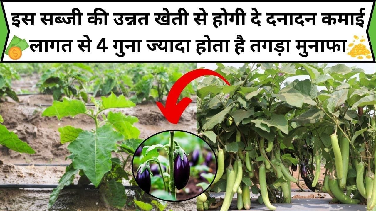 इस सब्जी की उन्नत खेती से होगी दे दनादन कमाई, लागत से 4 गुना ज्यादा होता है तगड़ा मुनाफा, जाने खेती करने का तरीका