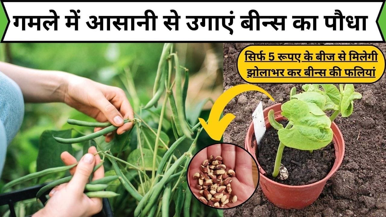 Gardening tips: गमले में आसानी से उगाएं बीन्स का पौधा, सिर्फ 5 रूपए के बीज से मिलेगी झोलाभर कर बीन्स की फलियां, जाने आसान तरीका