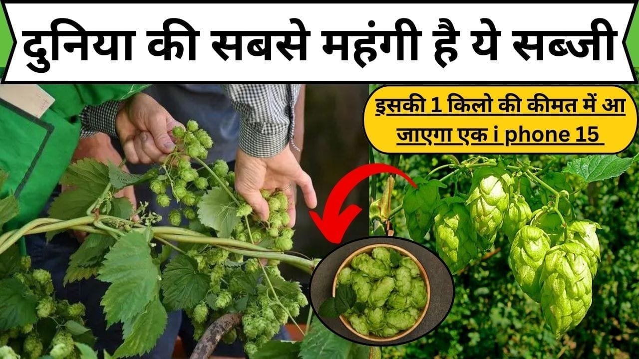 दुनिया की सबसे महंगी है ये सब्जी, इसकी 1 किलो की कीमत में आ जाएगा एक i phone 15 खेती कर हो जाएंगे मालामाल, जाने कौन-सी सब्जी है