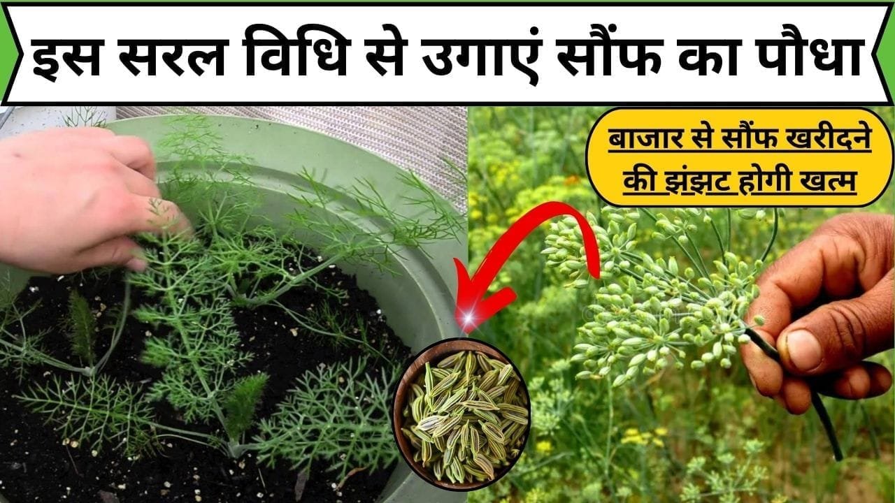 इस सरल विधि से उगाएं सौंफ का पौधा, बाजार से हर महीने सौंफ खरीदने की झंझट भी होगी खत्म, खुशबू से महक उठेगा पूरा घर और मिलेगा भरपूर मसाला, जाने प्रोसेस