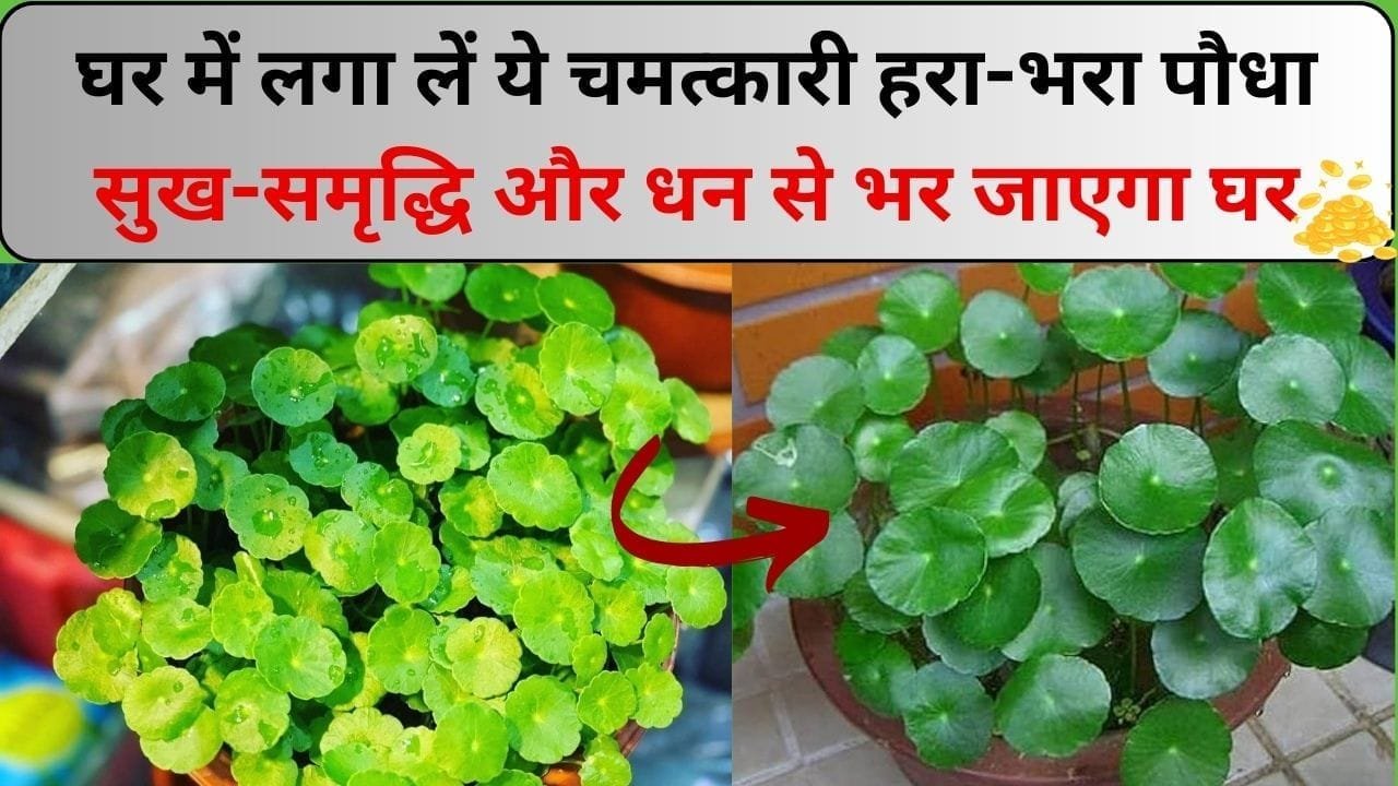 घर में लगा लें ये चमत्कारी हरा-भरा पौधा, सुख-समृद्धि और धन से भर जाएगा घर और वातावरण भी रहेगा एकदम सकारात्मक, जाने नाम और काम