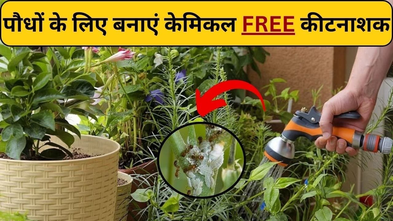 Gardening tips: गार्डन में लगे पौधों के लिए बनाएं केमिकल फ्री कीटनाशक, पौधों में लगे दुष्ट कीड़े और मीलीबग का आतंक होगा खत्म, तेजी से बढ़ेगी पौधों की ग्रोथ
