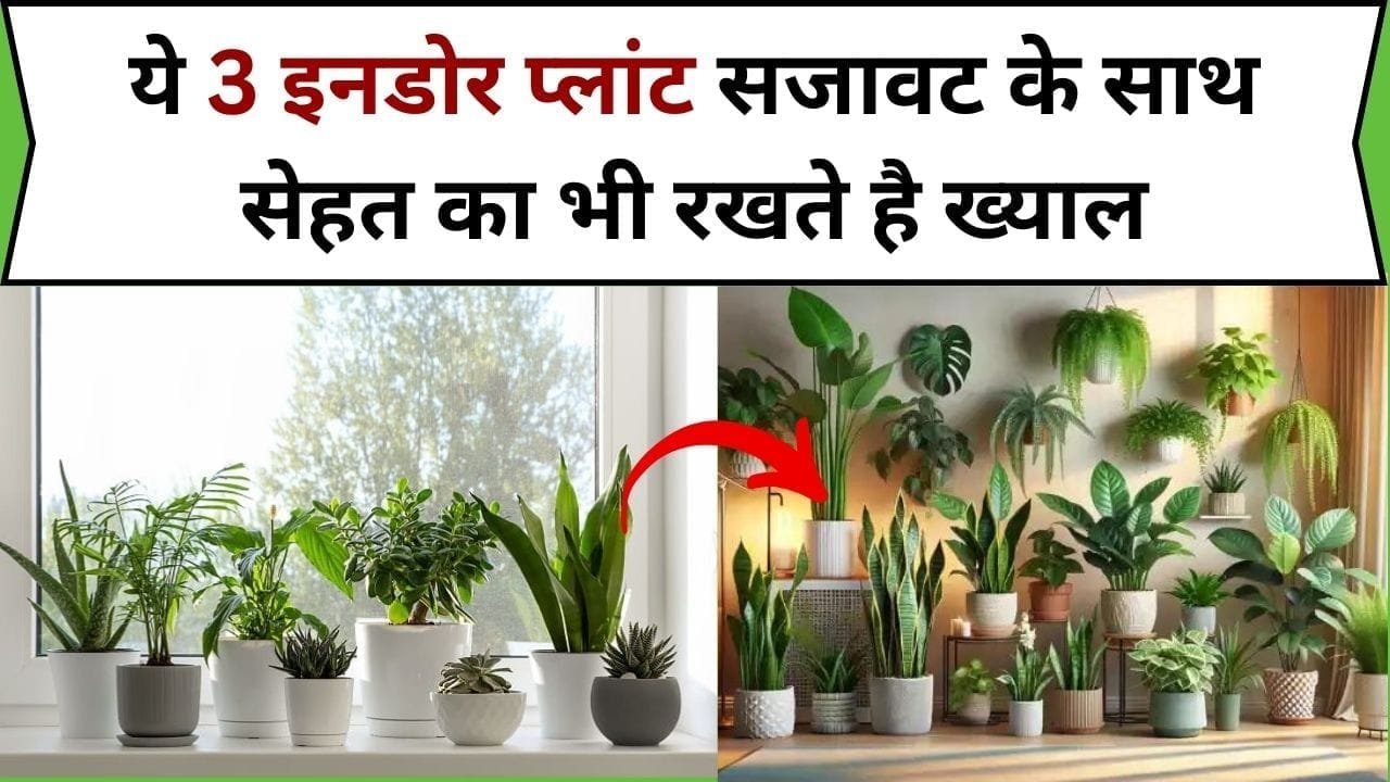 ये 3 इनडोर प्लांट सजावट के साथ सेहत का भी रखते है ख्याल, आज ही घर में लगाएं चुटकियों में साफ होगी प्रदूषित हवा, जाने नाम और काम
