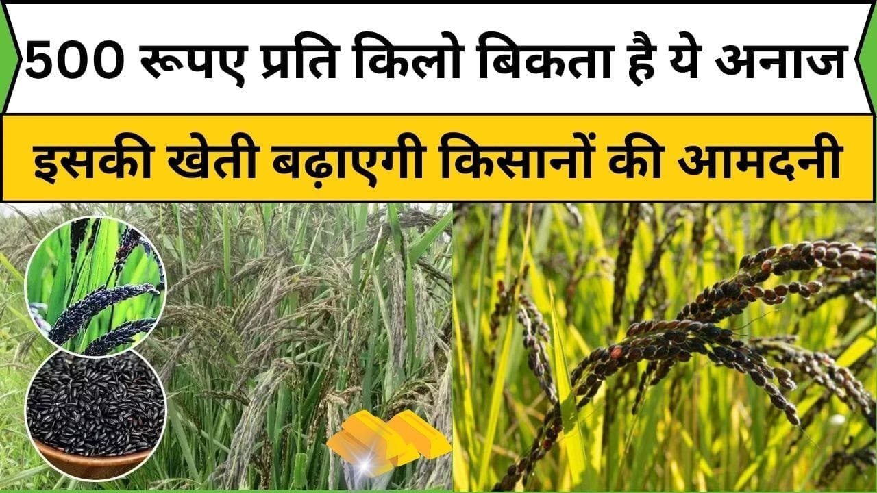 500 रूपए प्रति किलो बिकता है ये अनाज, इसकी खेती बढ़ाएगी किसानों की आमदनी 6 महीने में होगा बंपर मुनाफा, जाने खेती करने का तरीका