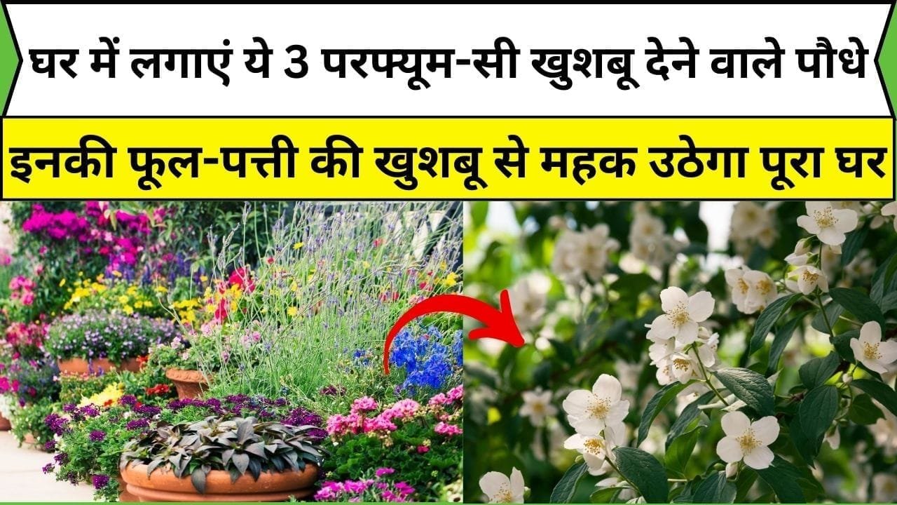 घर में जरूर लगाएं ये 3 परफ्यूम-सी खुशबू देने वाले पौधे, इनकी फूल-पत्ती की खुशबू से महक उठेगा पूरा घर, जाने पौधों के नाम