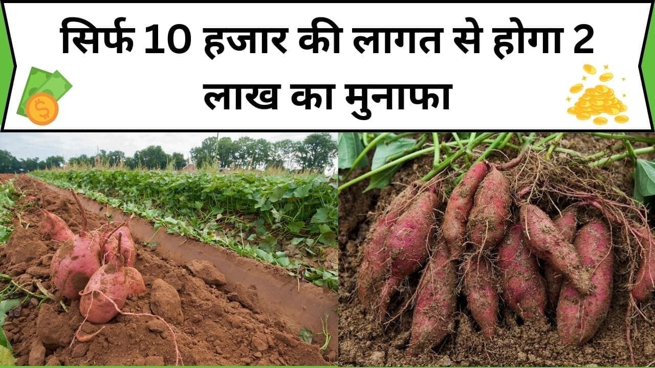 सिर्फ 10 हजार की लागत से होगा 2 लाख का मुनाफा, इस फसल की खेती से कुछ ही दिनों में बन जाएंगे लखपति 1 एकड़ में होगी बंपर पैदावार, जाने कौन-सी फसल है