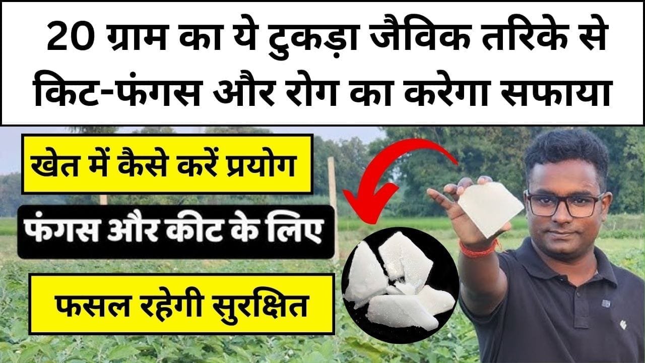 20 ग्राम का ये टुकड़ा जैविक तरिके से कीट-फंगस और रोग का करेगा मिनटों में सफाया, फसल रहेगी सुरक्षित उत्पादन होगा बंपर, जाने नाम और काम