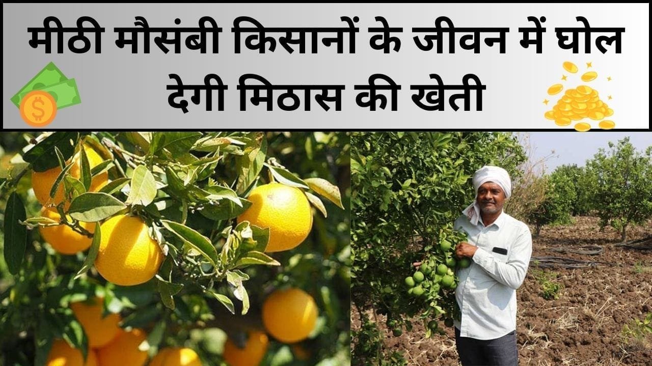 मीठी मौसंबी किसानों के जीवन में घोल देगी मिठास की खेती, 1 एकड़ में खेती से होती है छप्परफाड़ कमाई, जाने खेती करने का तरीका