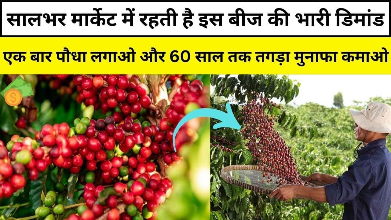 सालभर मार्केट में रहती है इस बीज की भारी डिमांड, एक बार पौधा लगाओ और 60 साल तक तगड़ा मुनाफा कमाओ, जाने कौन-सा बीज है