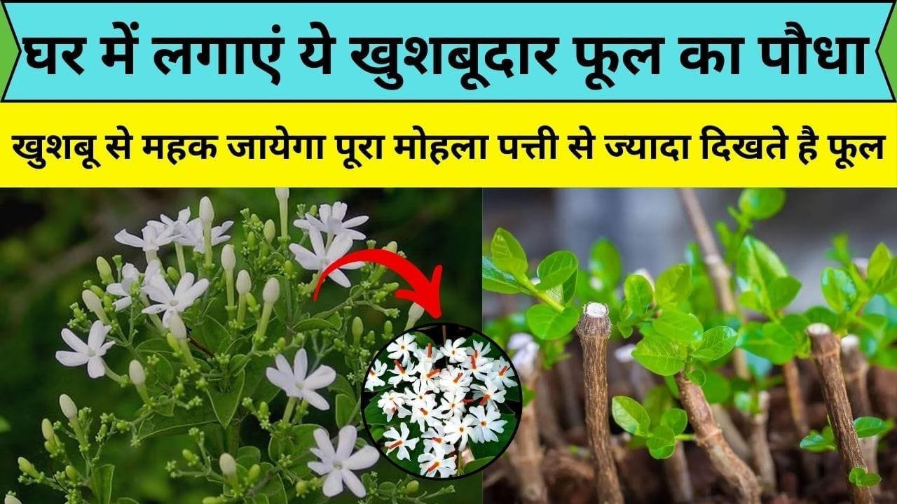 घर में लगाएं ये खुशबूदार फूल का पौधा, इसकी खुशबू से महक जायेगा पूरा मोहला पत्ती से ज्यादा दिखते है फूल, जाने कटिंग से पौधा लगाने तरीका