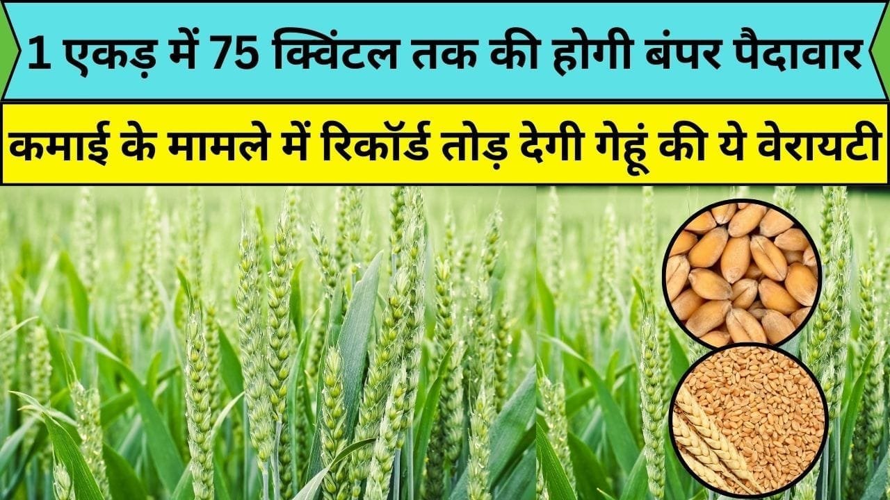 कमाई के मामले में रिकॉर्ड तोड़ देगी गेहूं की ये वेरायटी, 1 एकड़ में 75 क्विंटल तक की होगी बंपर पैदावार 120 में हो जाती है पककर तैयार, जाने नाम  