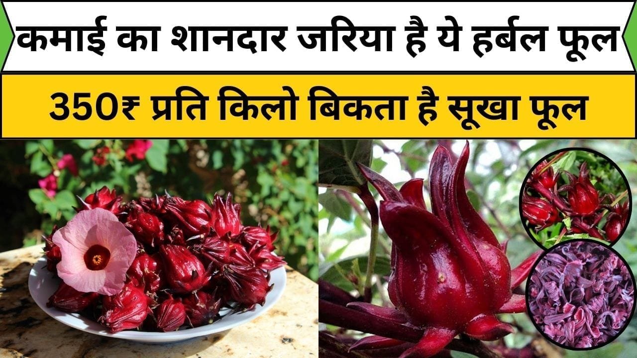 कमाई का शानदार जरिया है ये हर्बल फूल, सिर्फ 5 महीने में खेती से होता है लाखों का तगड़ा मुनाफा 350₹ प्रति किलो बिकता है सूखा फूल, जाने नाम