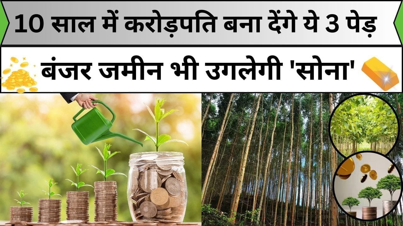 10 साल में करोड़पति बना देंगे ये 3 पेड़, बंजर जमीन भी उगलेगी 'सोना' इनकी खेती से अंधाधुंध होगी घर बैठे कमाई, जाने नाम और काम